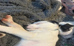 Mixed Breed dogs for sale: Lurcher x wiggy pups - Image 16