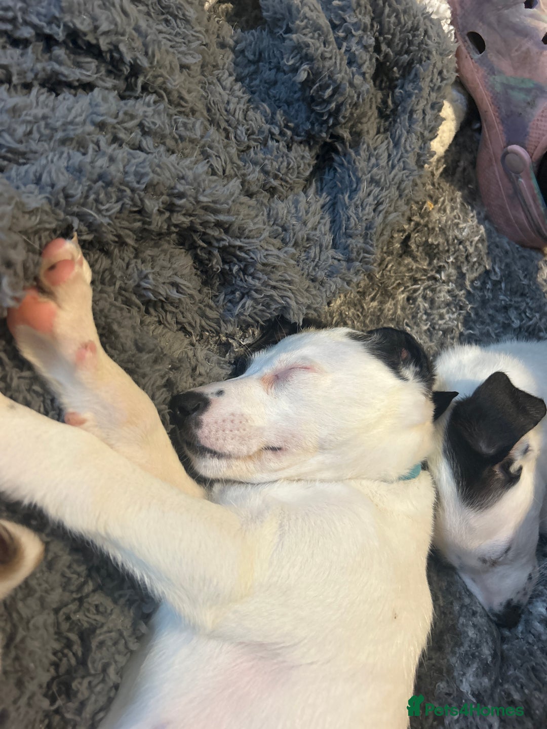 Mixed Breed dogs for sale: Lurcher x wiggy pups - Image 16