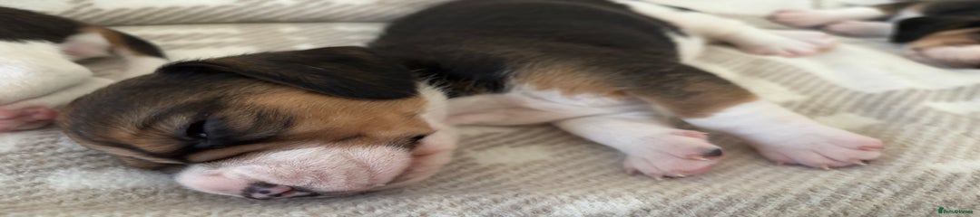 Beagle Puppy 5 Yellow 
