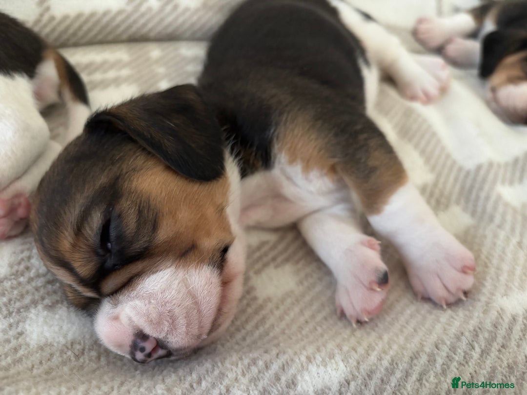 Beagle dogs for sale: KC registered Beagle puppies  - Image 4
