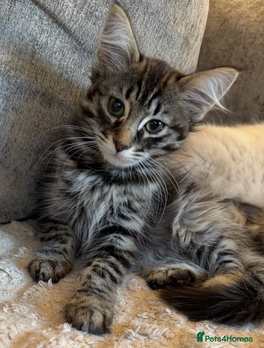 Savannah cats for sale: 🐾💕 **BEAUTIFUL SAVANNAH x SIBERIAN - Advert 8