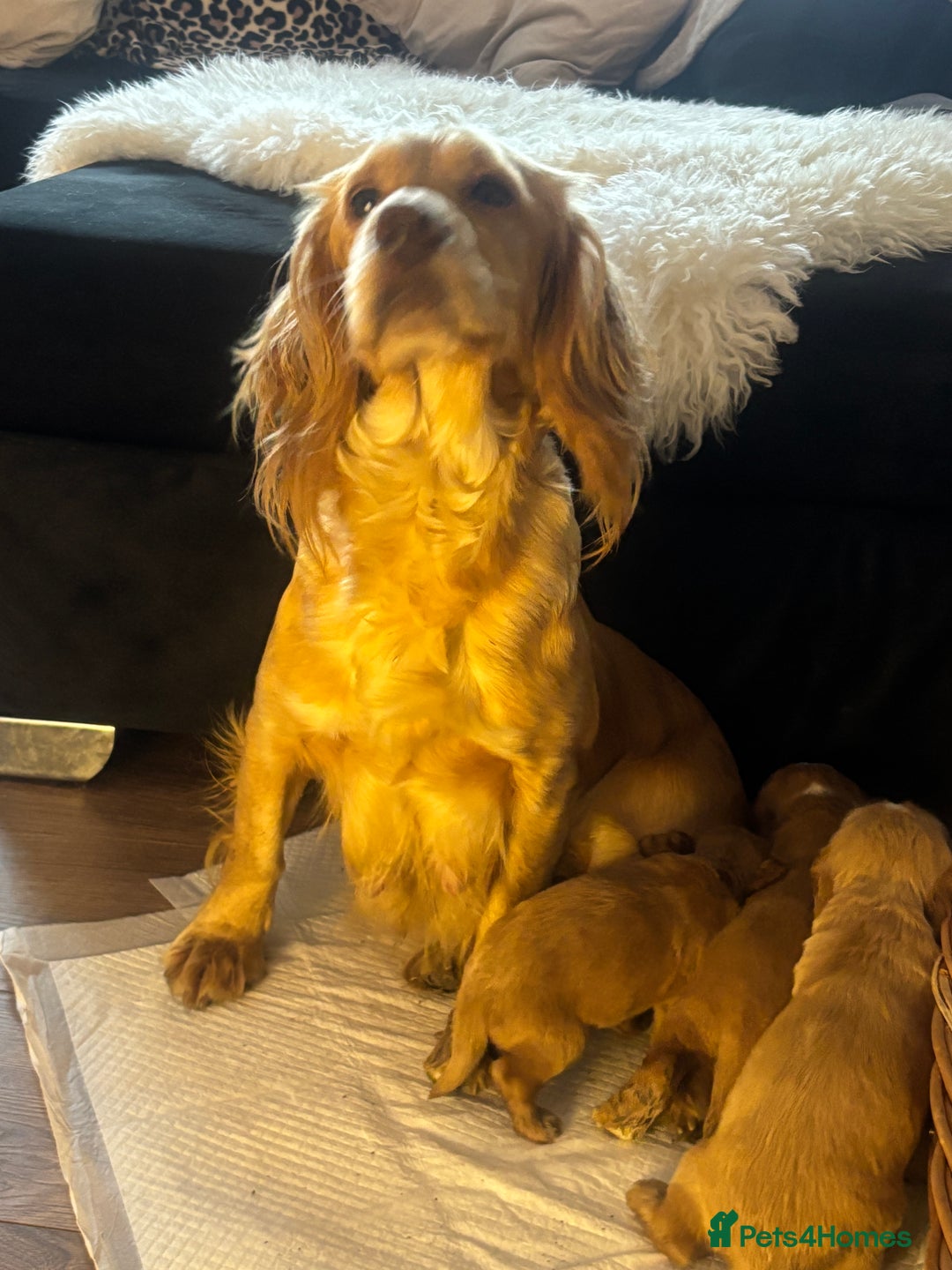 Cocker Spaniel dogs for sale: 1 boy available kc cocker spaniel  - Advert 5