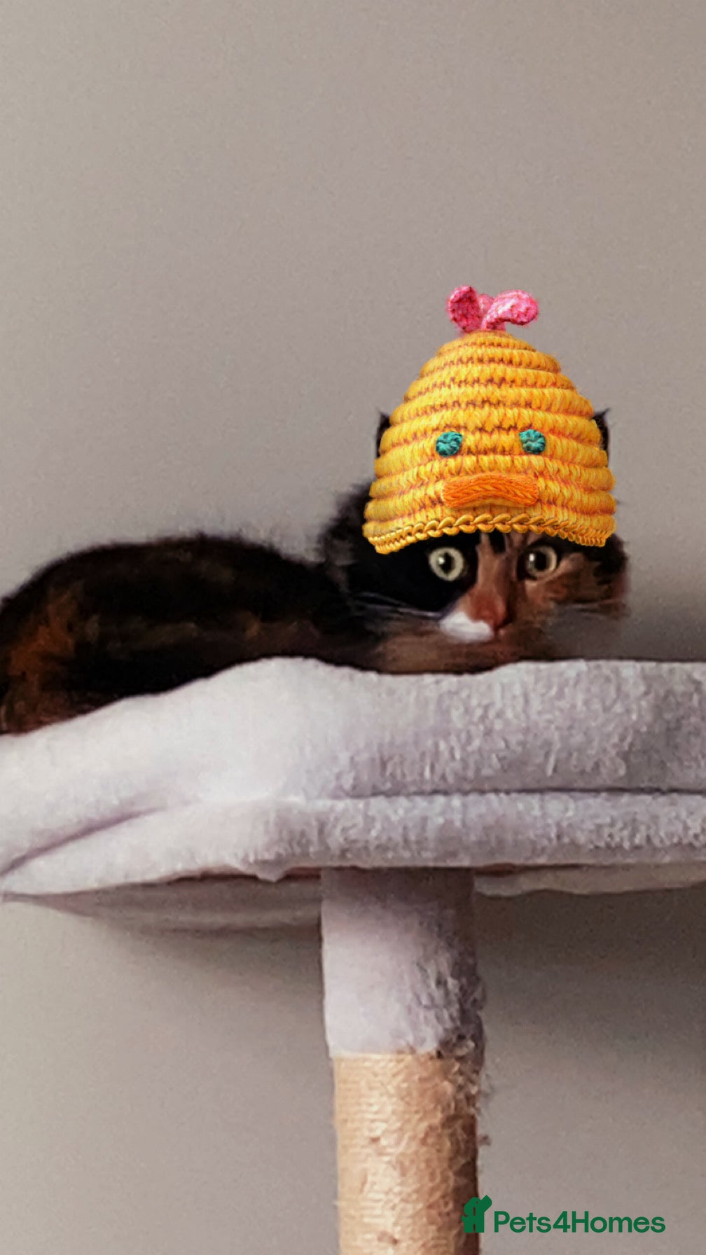 Domestic Shorthair cats for sale: Playful Cat  in West Bromwich - Advert 2
