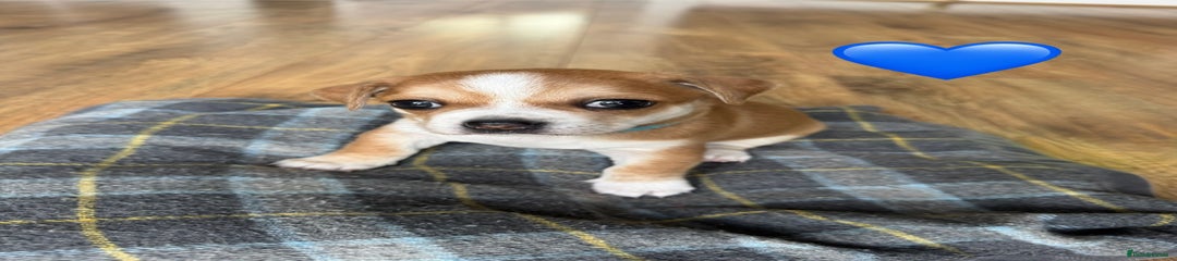 Chihuahua Puppy Blue