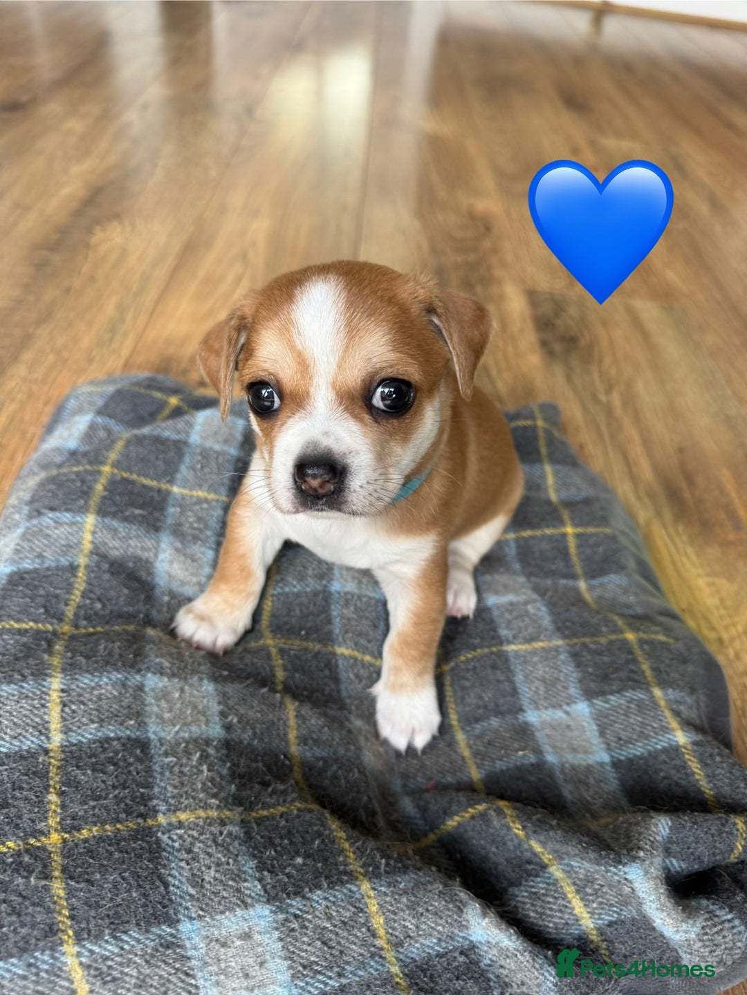Chihuahua dogs for sale: Gorgeous Chihuahua Pups-only yellow girl left🐶💛 - Image 14