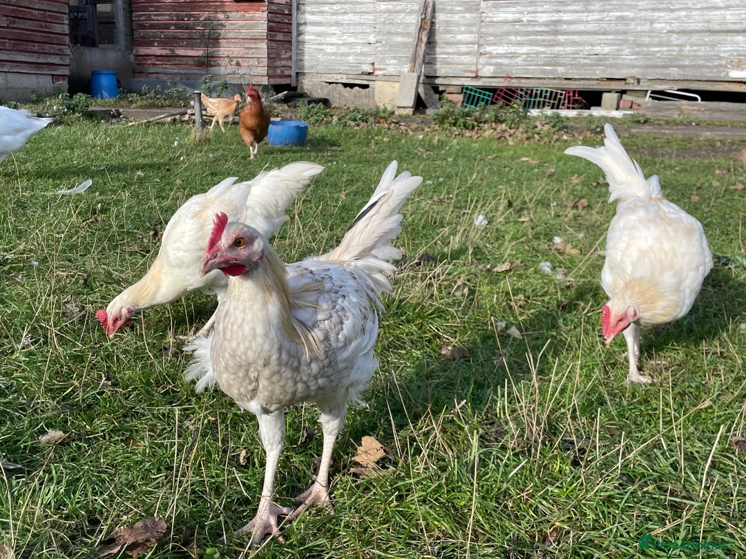 Chickens poultry for sale: Young roosters FREE to good home in Durham - Advert 2
