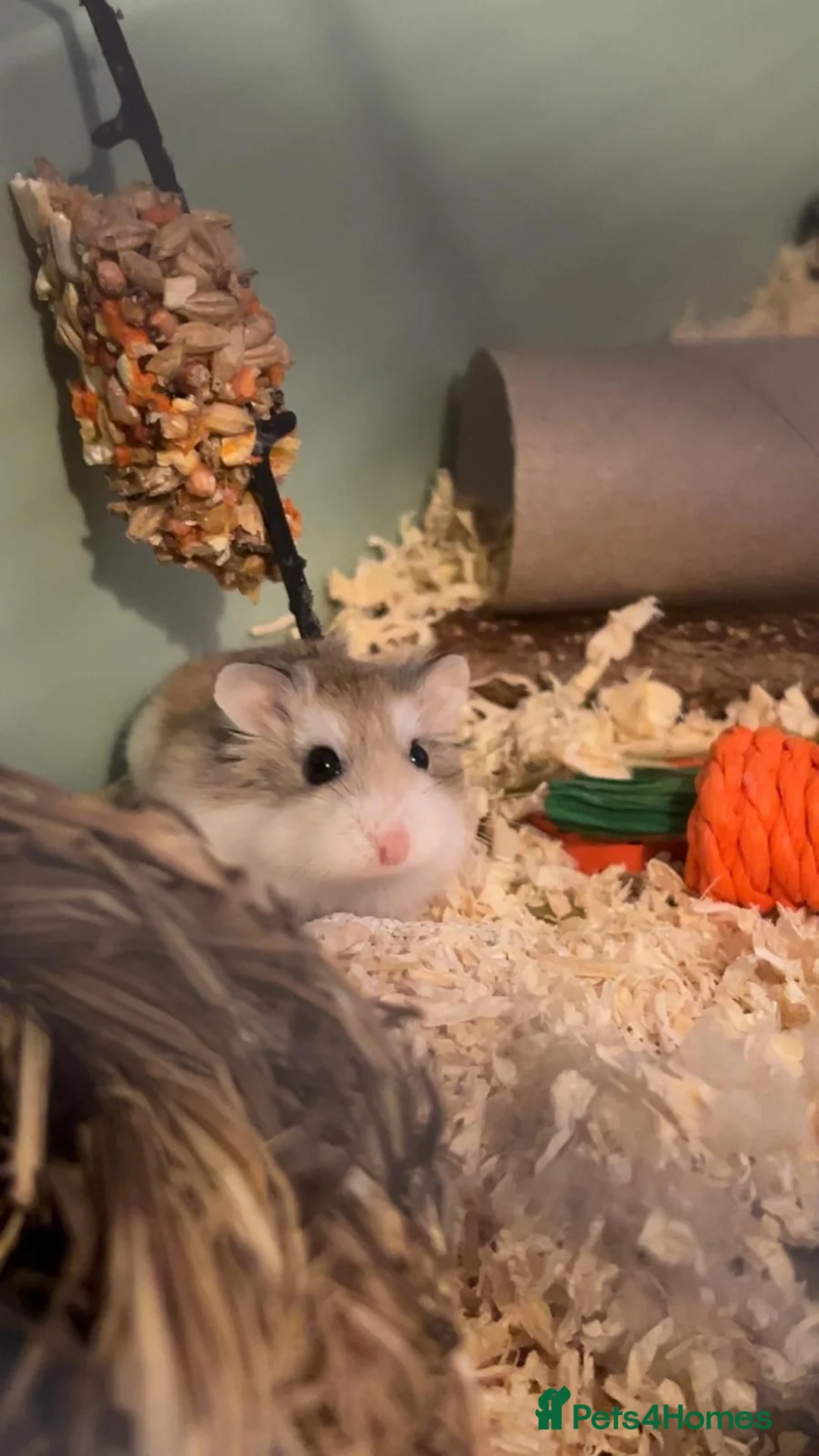 Hamster rodents for sale: Robo hamster  - Advert 1