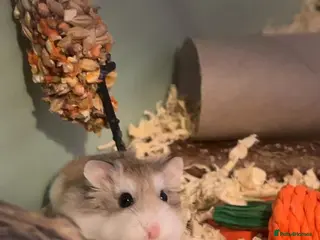 Hamster rodents Robo hamster - Advert 4