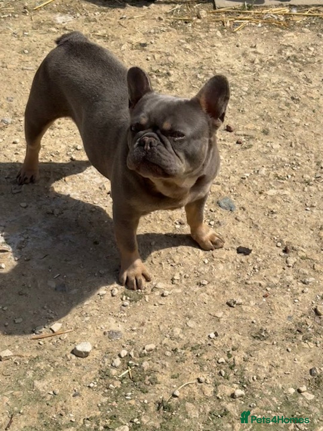 French Bulldog dogs for sale: French bulldog adult girl for new home - Advert 3