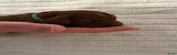 Cockapoo dogs for sale: 6 Gorgeous Dark Red F1 Cockapoo puppies - Advert 8