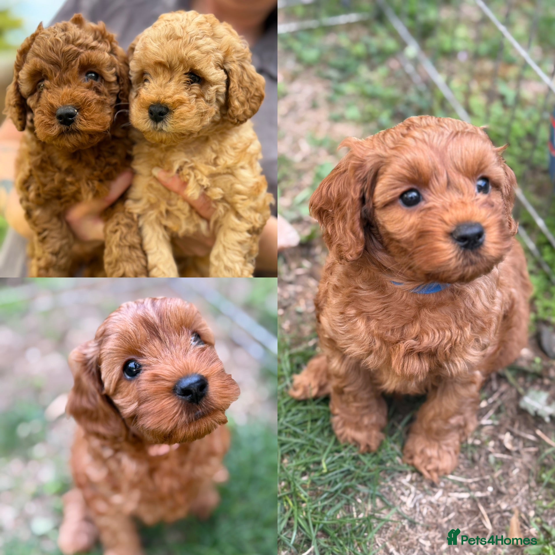 Cavapoo dogs Family reared Cavapoo Puppies *Ready in 1 week!* - Advert 1