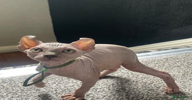 Sphynx cats - Advert 4