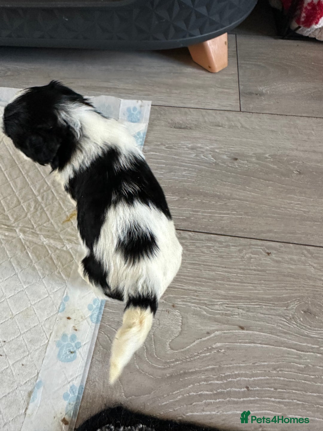 Shihpoo dogs for sale: Beautiful shihpoo puppies for sale - Advert 6