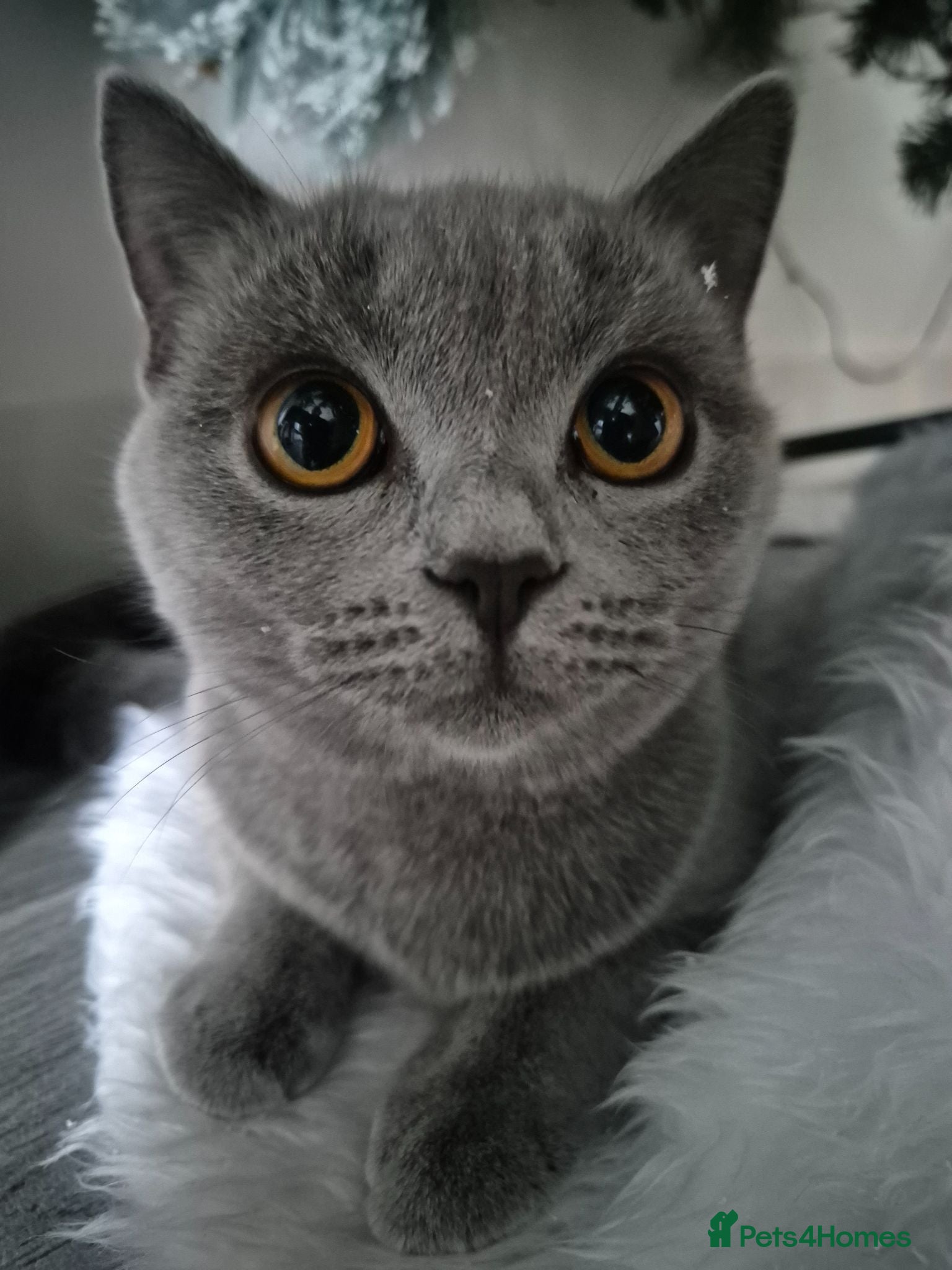 British Shorthair cats British shorthair kittens  - Advert 17