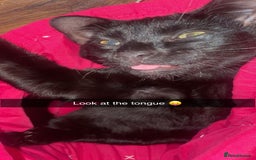 British Shorthair cats for sale: Adorable kitten& cat  - Image 6