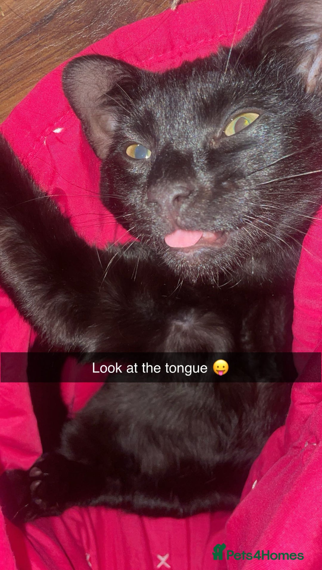 British Shorthair cats for sale: Adorable kitten& cat  - Image 6