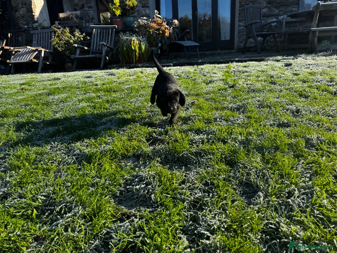 Labrador Retriever dogs for sale: Labrador Puppies  - Advert 32