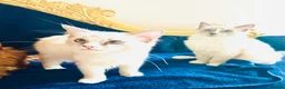 Ragdoll cats for sale: GCCF Registered Ragdolls - Advert 7