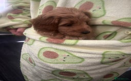 Cavapoo dogs for sale: Cavapoo puppies for sale - Image 17