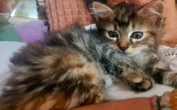 Mixed Breed cats for sale: Lovely Kittens 😻 - Image 6