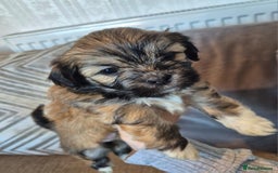 Lhasa Apso dogs for sale: Lhaso Apso Puppies  - Image 1