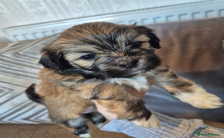 Lhasa Apso dogs - Advert 1