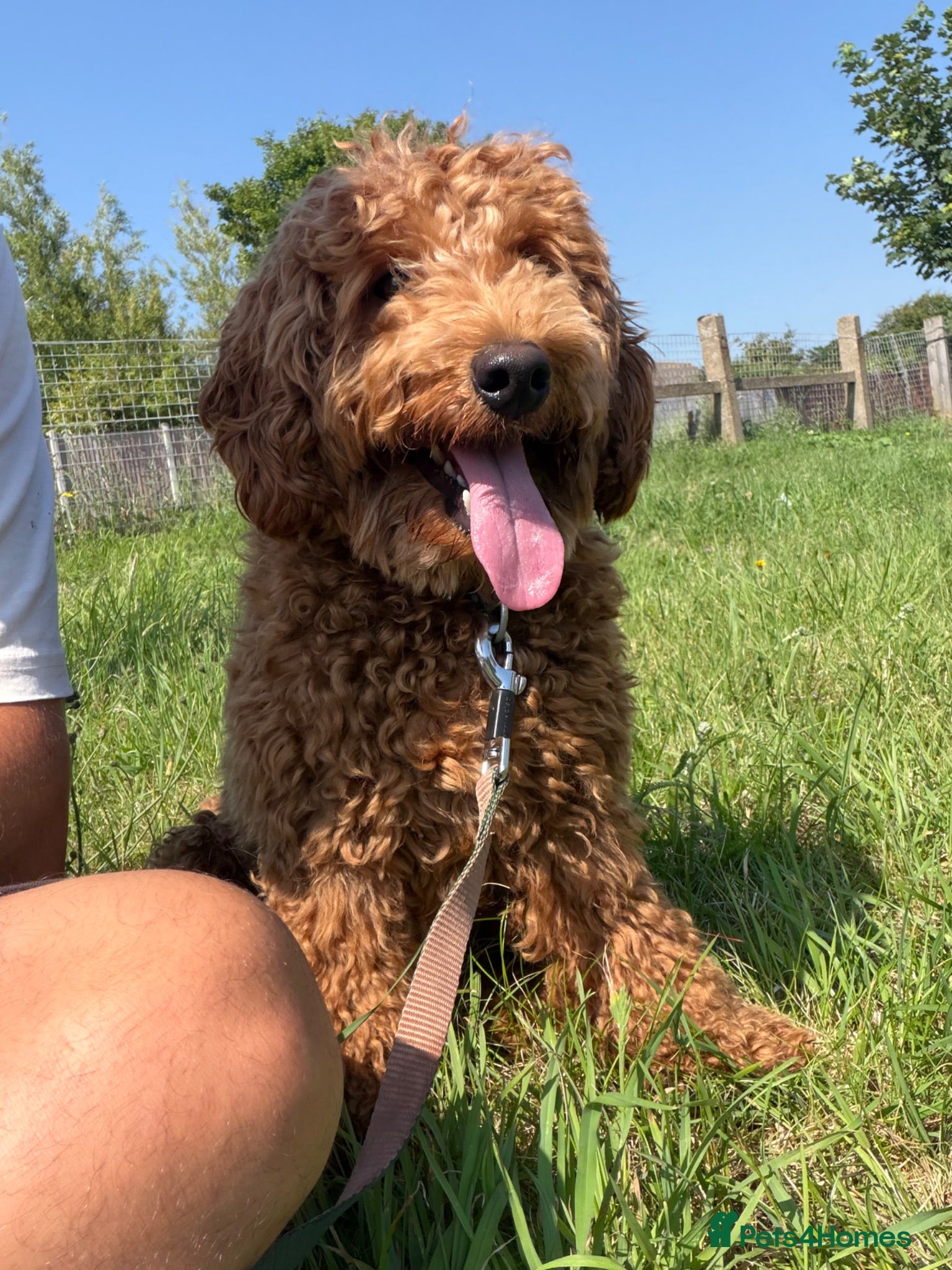 Cockapoo dogs Male cockapoo 1 year old  - Advert 2
