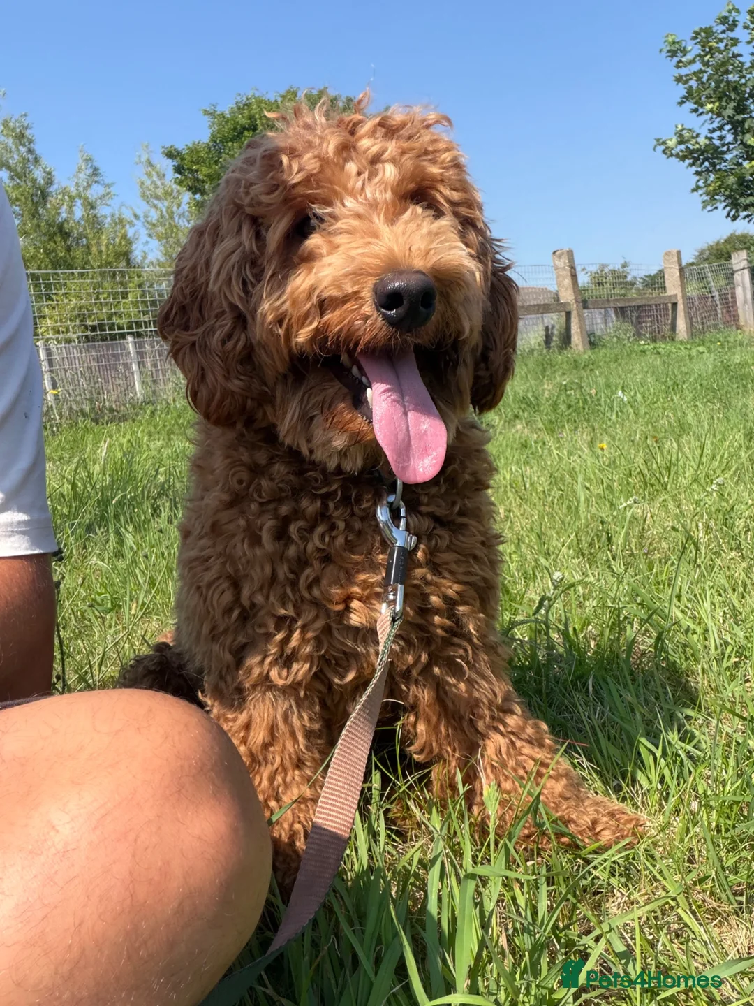 Cockapoo dogs for sale: Male cockapoo 1 year old  - Advert 1