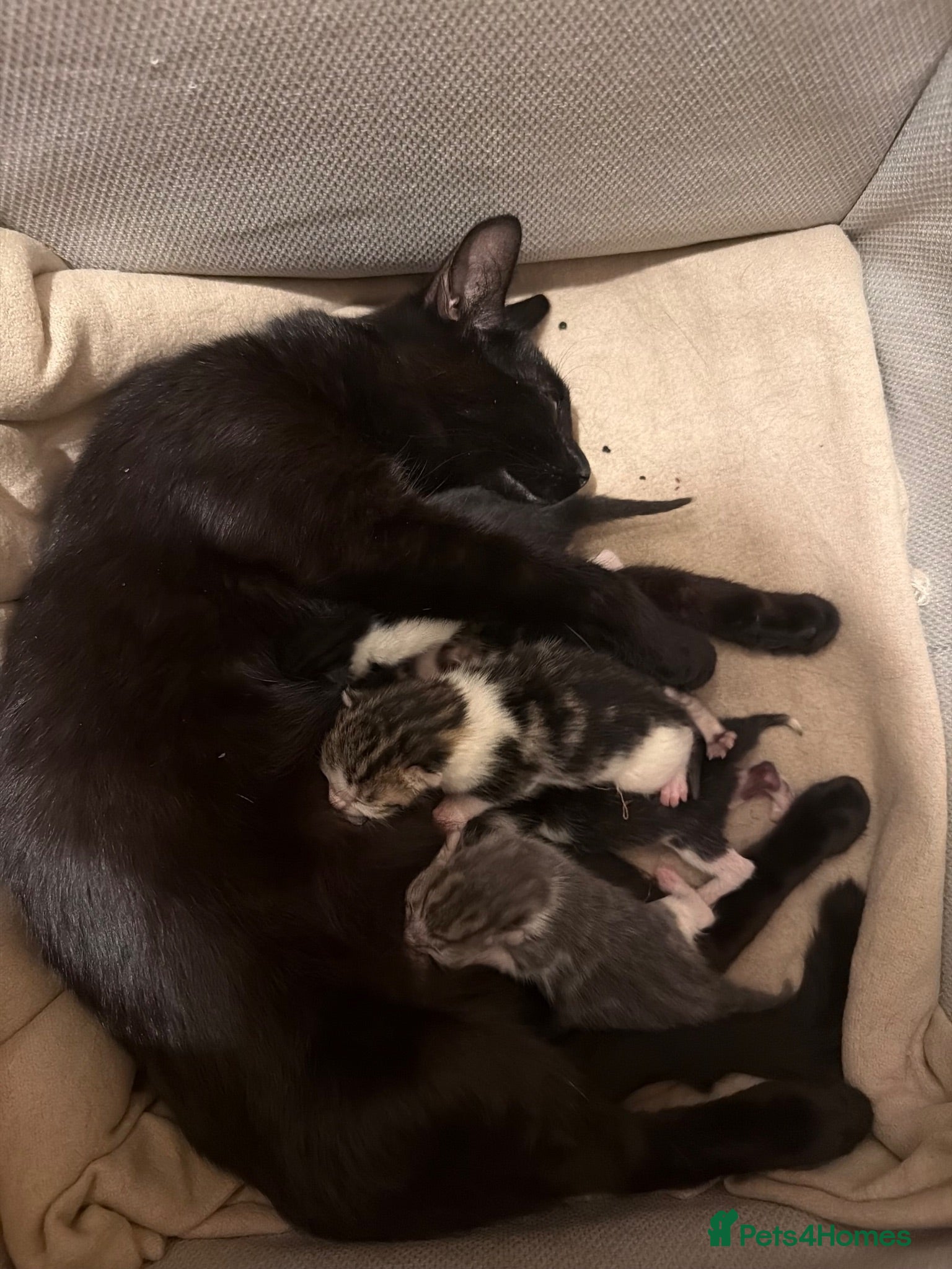 British Shorthair cats Tabby and black & white left - Advert 20