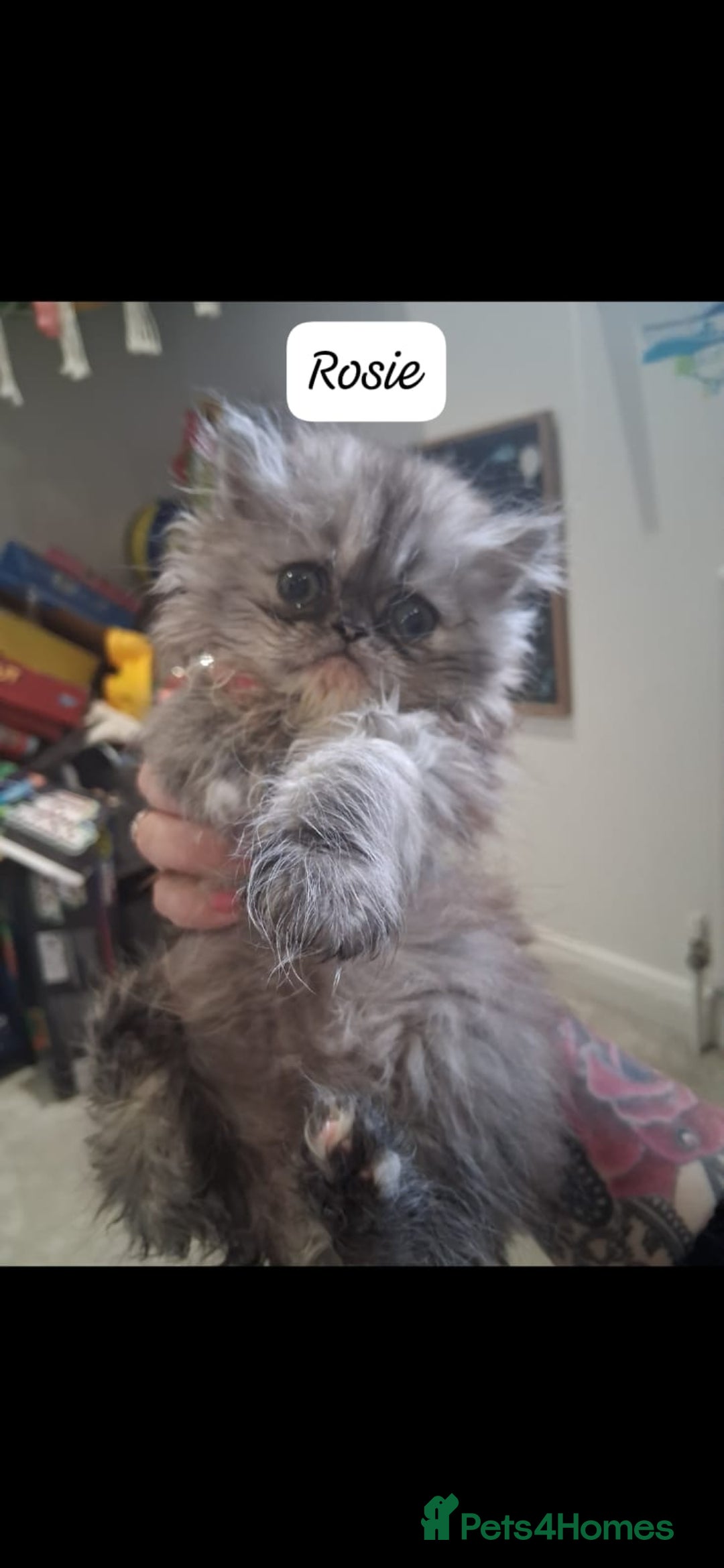 Persian cats for sale: STUNNING 2 Persian Femal Adorable Kittens! - Image 3