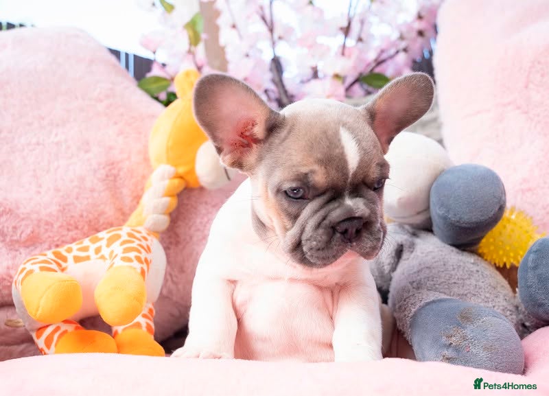 French Bulldog dogs for sale: Stunning litter of pied French bulldogs - Advert 25