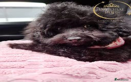 Toy Poodle dogs for sale: Asian toy poodle round eyes sable not jet black! - Image 8
