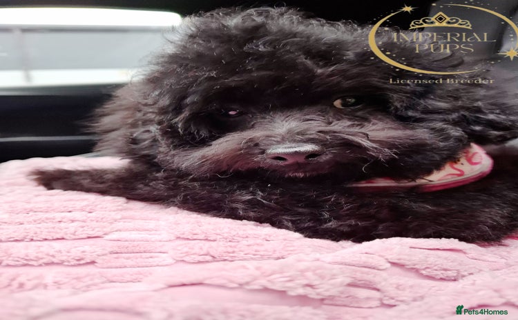 Toy Poodle dogs - Advert 15