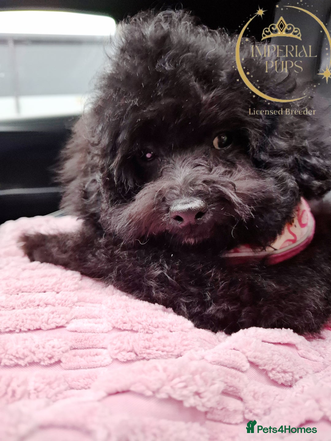 Toy Poodle dogs for sale: Asian toy poodle round eyes sable not jet black! - Image 8