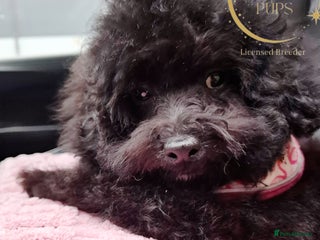 Toy Poodle dogs Asian toy poodle round eyes sable not jet black! - Advert 3