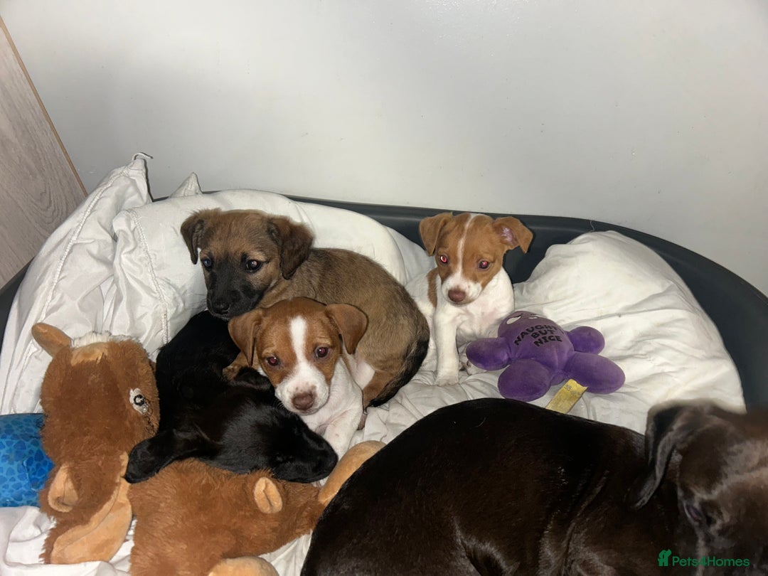 Mixed Breed dogs for sale: Jack Russell dachshund poodle mix - Image 4