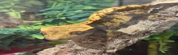 Gecko reptiles for sale: Crested gecko and full bio active tank  - Advert 4