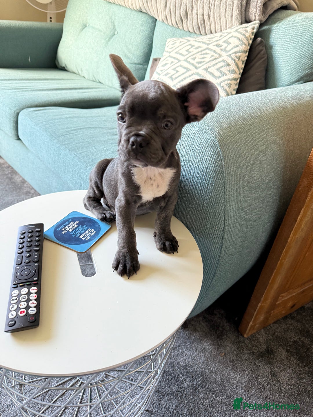 French Bulldog dogs for sale: Beautiful French Bulldog for sale  - Advert 4