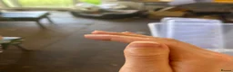 Stick Insects invertebrates for sale: Vietnamese Stick Insect  - Advert 5