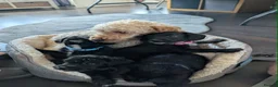 Mixed Breed dogs for sale: Poodle x frenchie - Advert 2