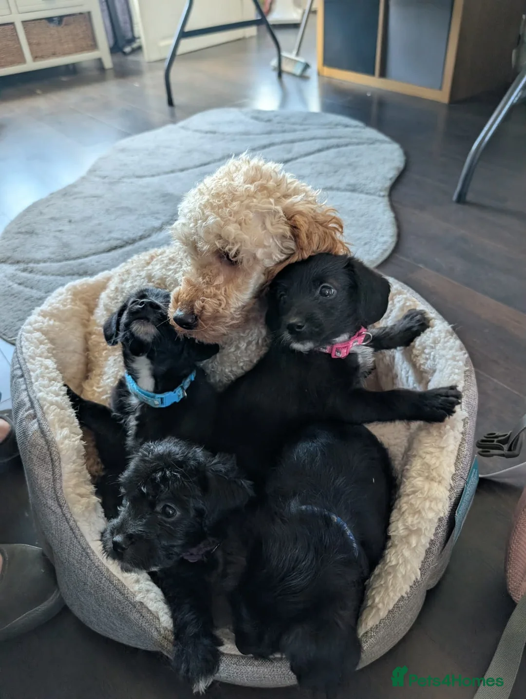 Mixed Breed dogs for sale: Poodle x frenchie - Advert 2