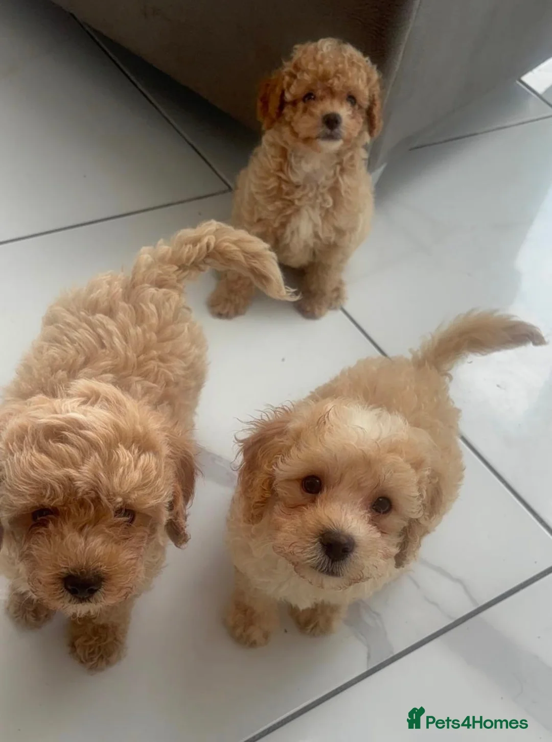 Cavapoo dogs for sale: Ready to leave - Beautiful Cavapoo Puppies - Advert 1