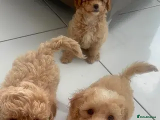 Cavapoo dogs Ready to leave - Beautiful Cavapoo Puppies - Advert 1