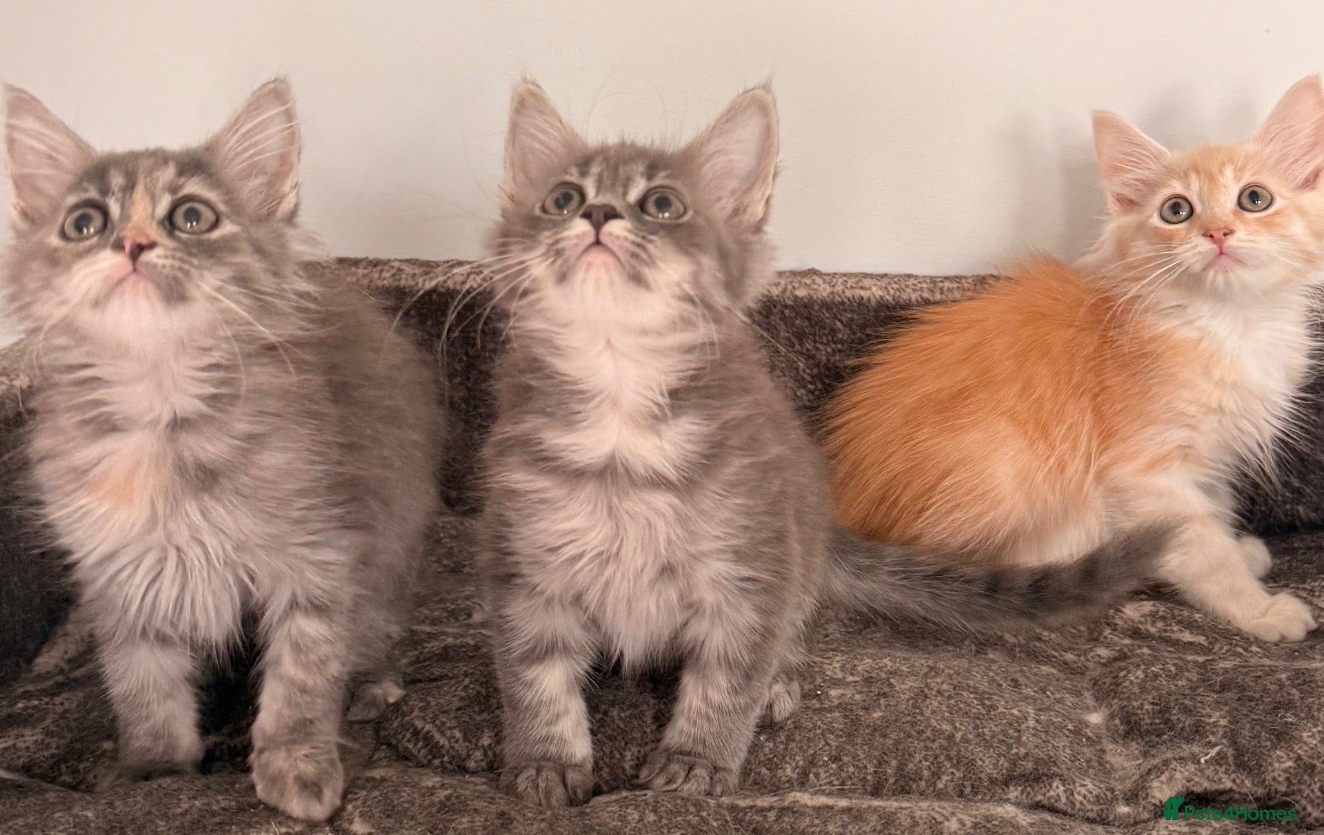 Siberian cats NEW LITTERS imported lines Siberian kittens - Advert 2