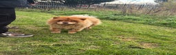Chow Chow dogs for sale: CHUNKY FEMALE CHOW KARMA - Advert 5
