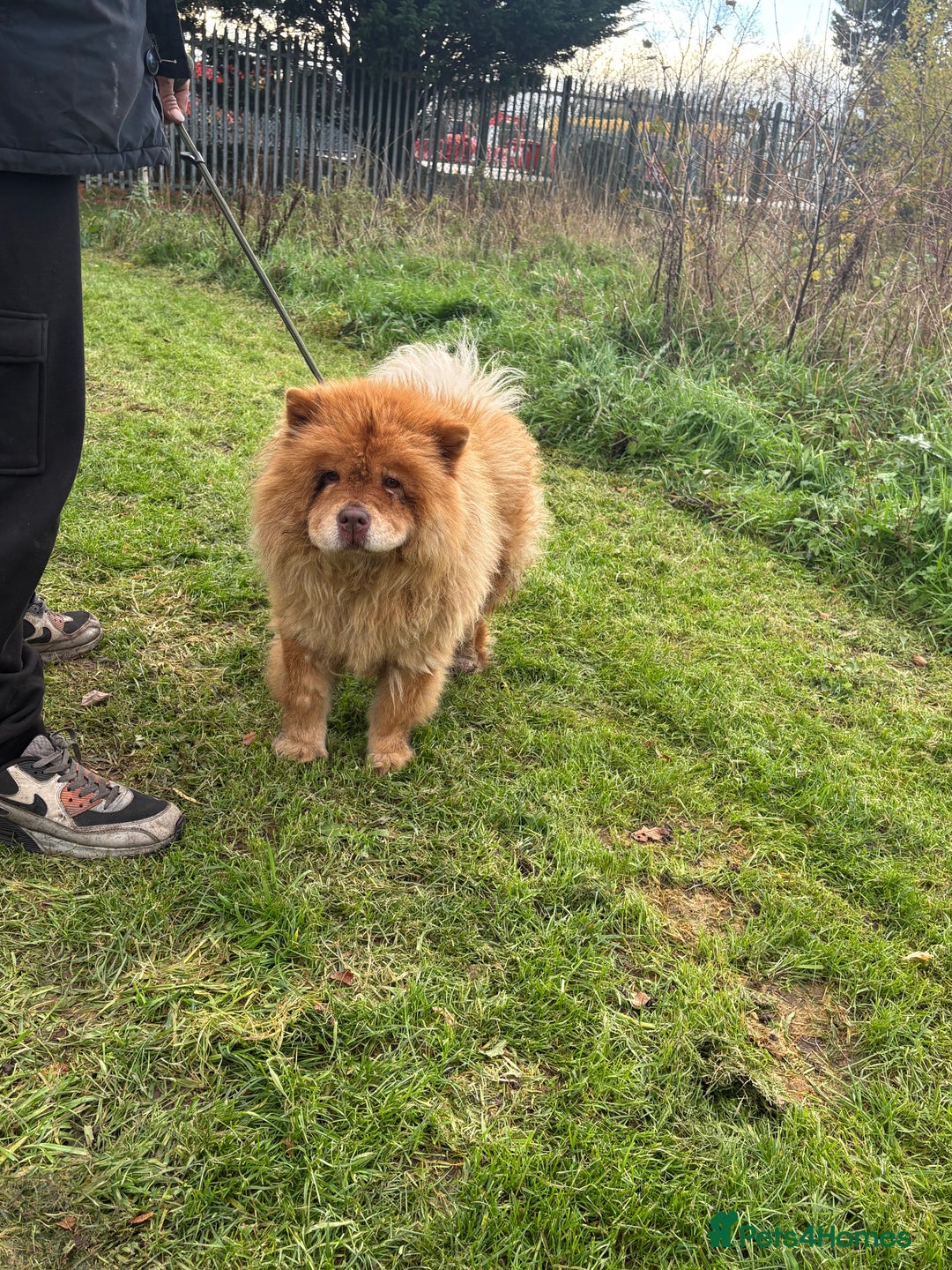 Chow Chow dogs for sale: CHUNKY FEMALE CHOW KARMA - Advert 5