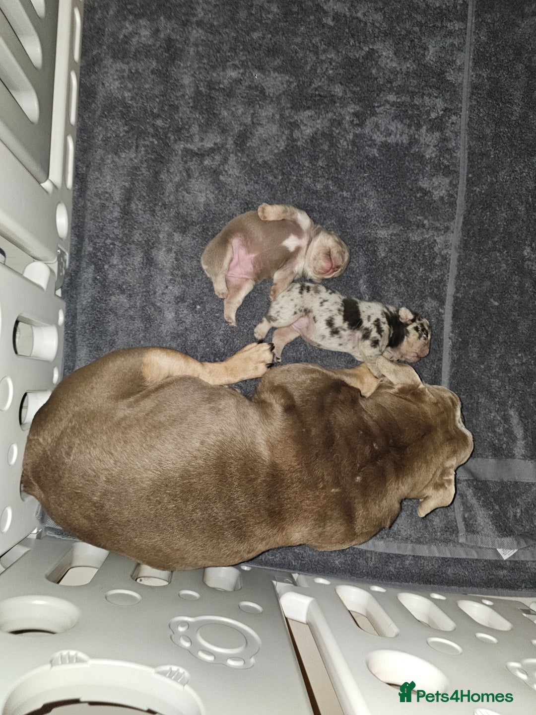 Mixed Breed dogs for sale: Micro exotic,s. - Advert 20