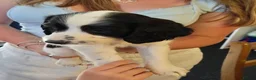 English Springer Spaniel dogs for sale: Springer spaniel puppies for sale  - Advert 2