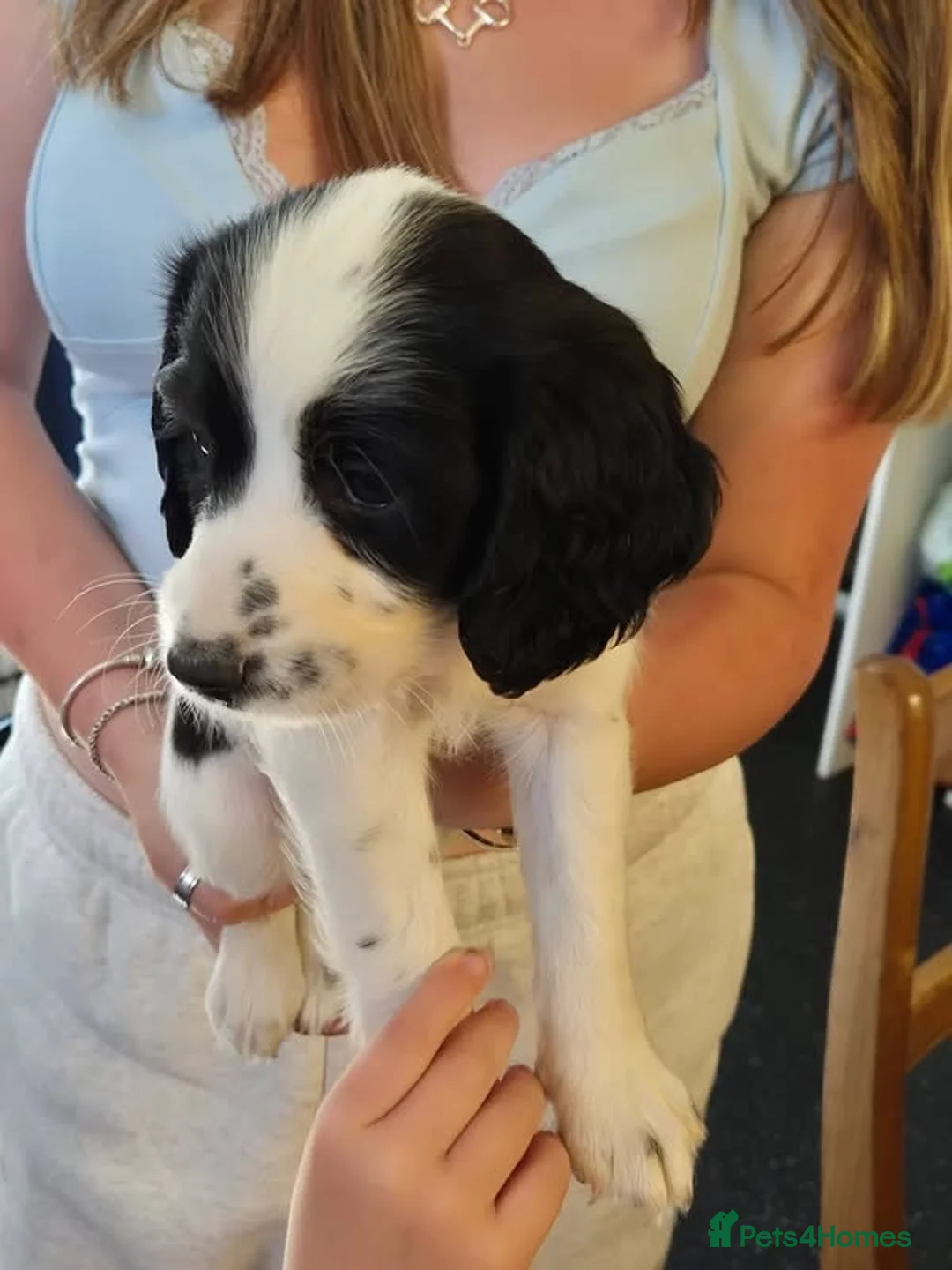 English Springer Spaniel dogs for sale: Springer spaniel puppies for sale  - Advert 2