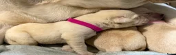 Labrador Retriever dogs for sale: Labrador puppies for sale  - Advert 6